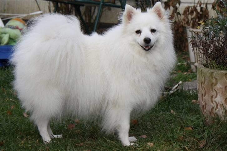 Kennel Shinbi, kennel Kisujin og Kennel Nezumi billede 36