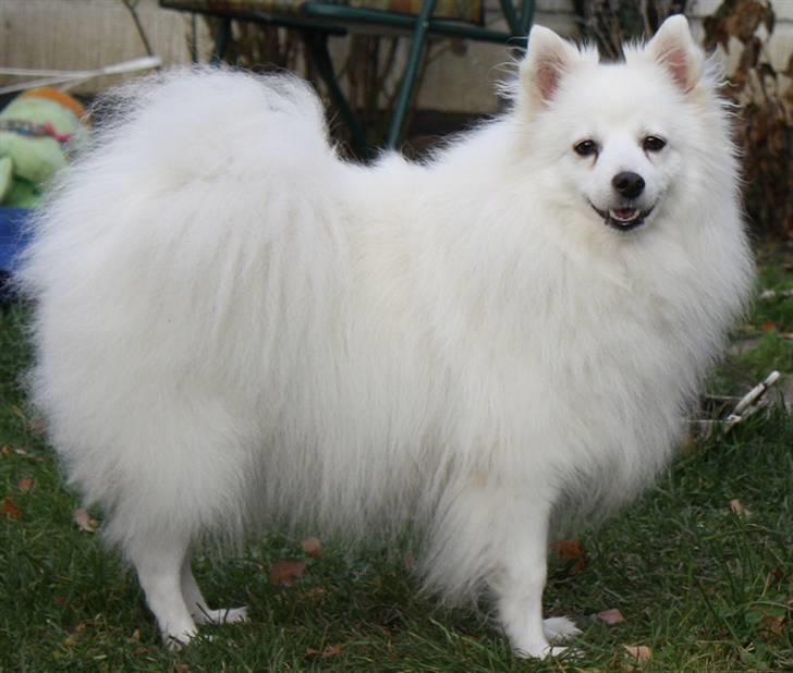 Kennel Shinbi, kennel Kisujin og Kennel Nezumi - Jowina billede 35