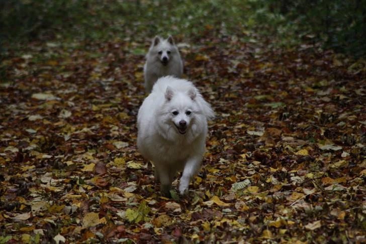 Kennel Shinbi, kennel Kisujin og Kennel Nezumi - Villy og Line billede 4