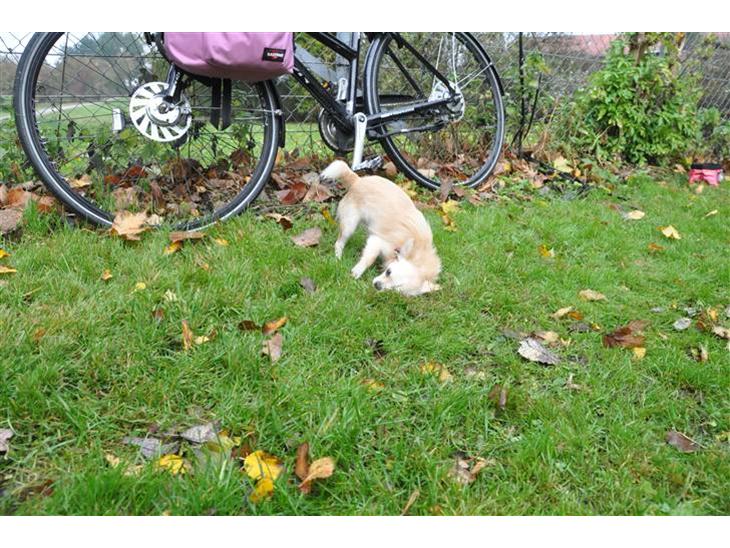 {{currentPhoto.altText}} billede {{currentPhoto.number}}