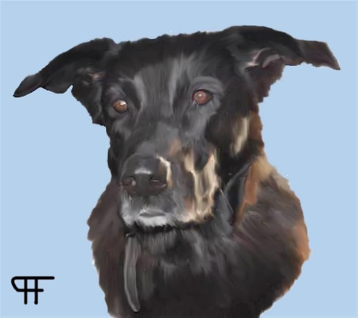 Tegninger af andres hunde - Blanding af racer Zitta. billede 284