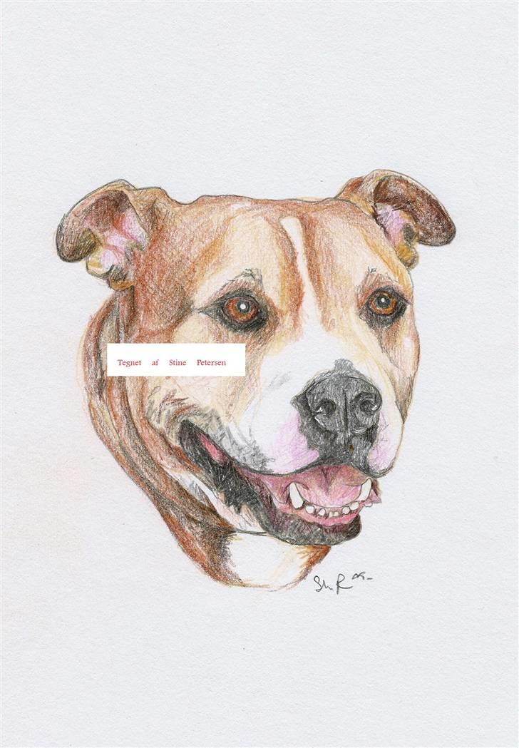 Mine tegninger - Dem i farve - Blanding af noget Engelsk Bulldog, vistnok Fransk Bulldog, Amstaff og noget andet.. billede 5
