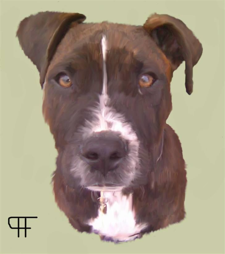 Tegninger af andres hunde - Amerikansk staffordshire terrier Crash ~ Dreng. billede 285