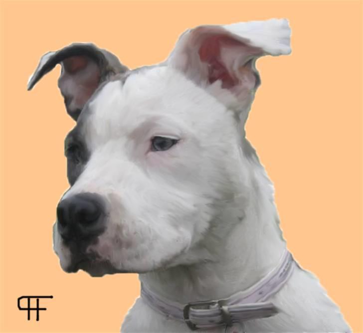 Tegninger af andres hunde - Amerikansk staffordshire terrier Rain ~ Pige. billede 286