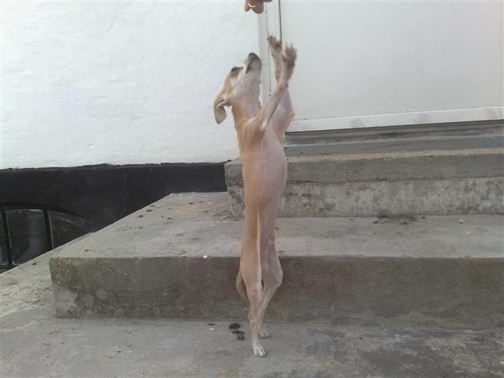 {{currentPhoto.altText}} billede {{currentPhoto.number}}