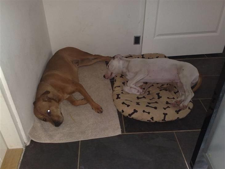 {{currentPhoto.altText}} billede {{currentPhoto.number}}