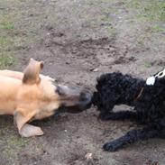 Afslutnings konkurrence DCH Give