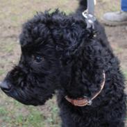 Afslutnings konkurrence DCH Give