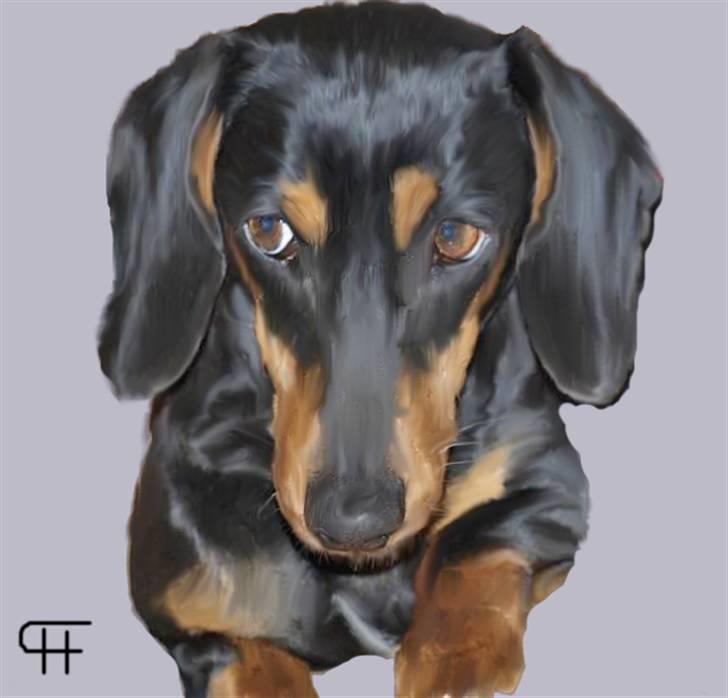 Tegninger af andres hunde - Gravhund Fjordglimts Mille. billede 287