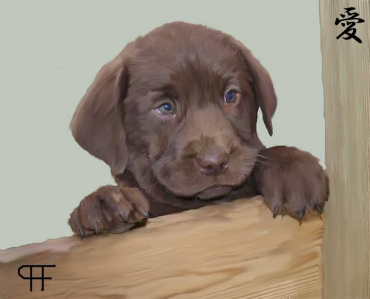 Tegninger af andres hunde - Labrador retriever Kong Maxi. billede 288
