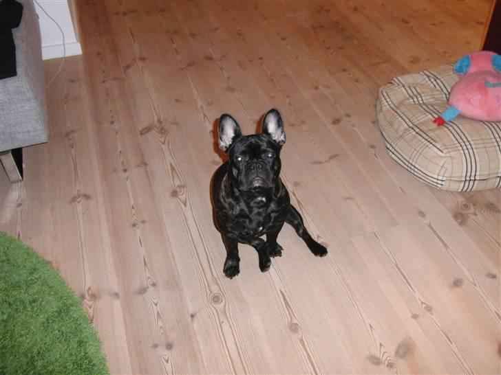 Hollywood fest billede 4