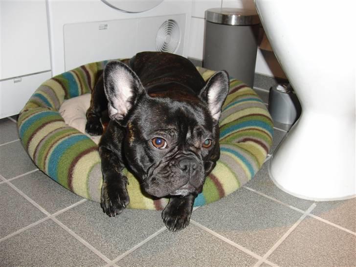 Hollywood fest billede 7