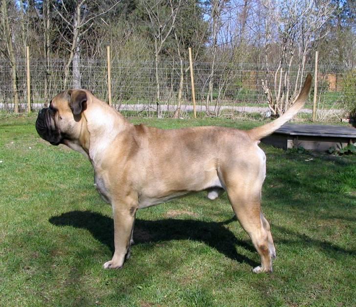 Gøj og Bonz billede 10