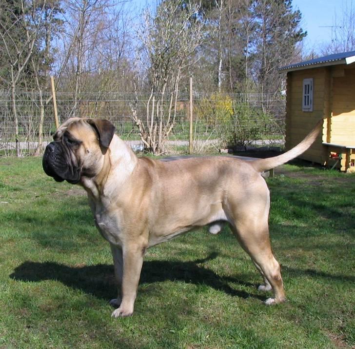 Gøj og Bonz billede 11