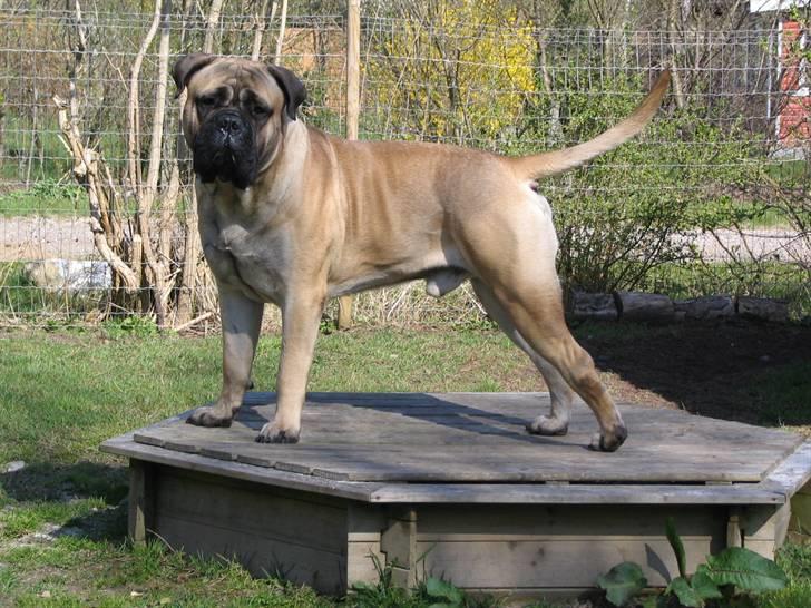 Gøj og Bonz - Year baby billede 6