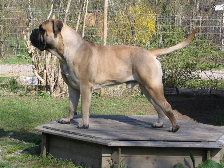 Gøj og Bonz - Hva med når jeg strækker halsen lidt...hjælper det? billede 9