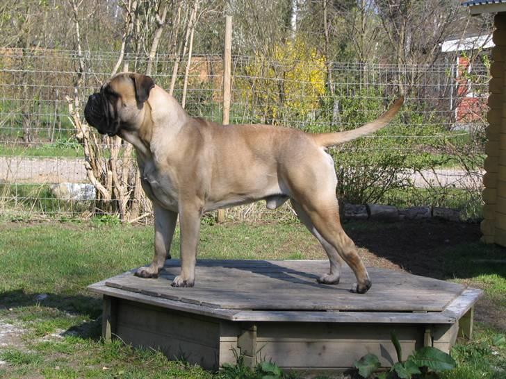 Gøj og Bonz - Et fra siden også...? billede 8