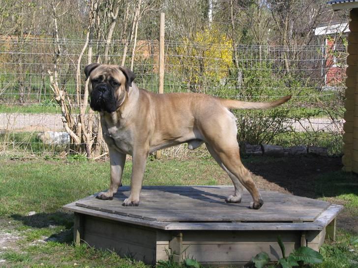 Gøj og Bonz - Hva sir du...skal jeg posere? billede 7