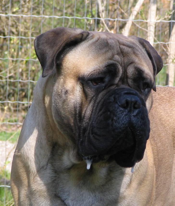 Gøj og Bonz billede 2