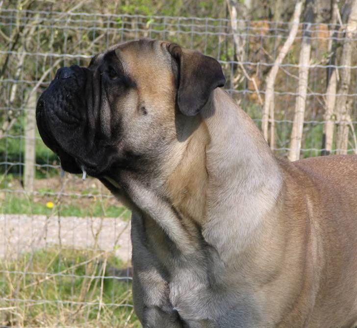 Gøj og Bonz billede 3