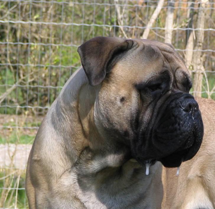 Gøj og Bonz billede 4