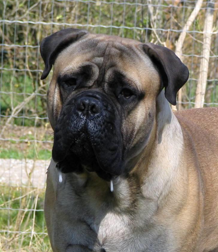 Gøj og Bonz - Hej moar.... ;o) billede 1