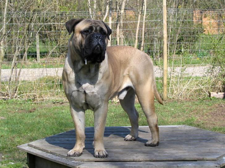 Gøj og Bonz - Goya har indtaget tronen igen billede 5