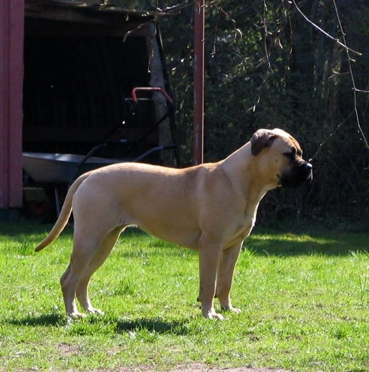 Gøj og Bonz - Miiig billede 12