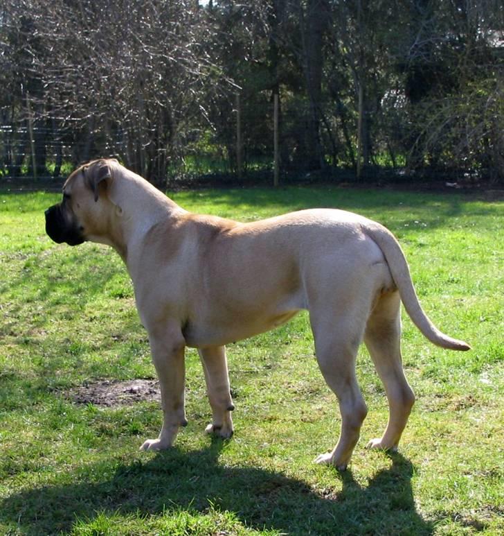 Gøj og Bonz - Højrøvet..hvem..mig?? billede 13