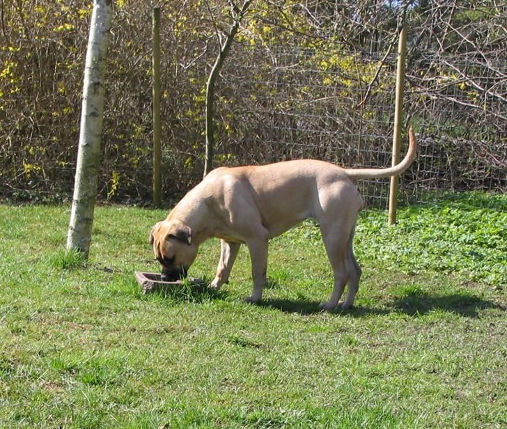 Gøj og Bonz - Mums...fugleslam... billede 14