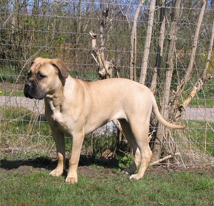 Gøj og Bonz - A hva sagde du... billede 15