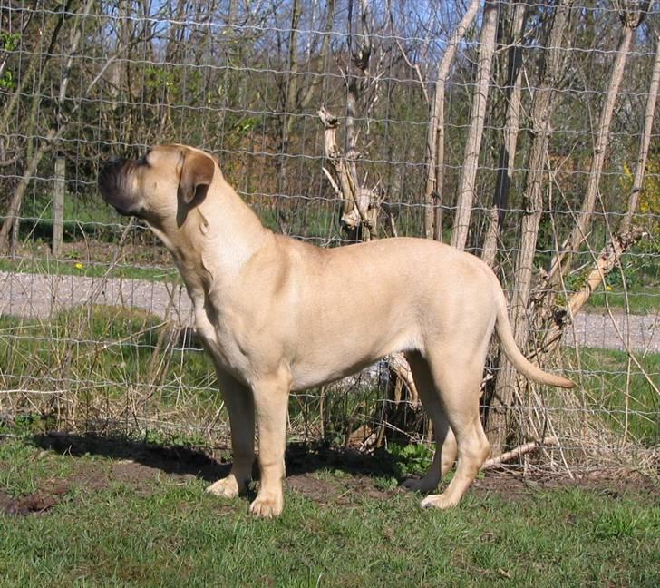 Gøj og Bonz - Nårh...pip... billede 16