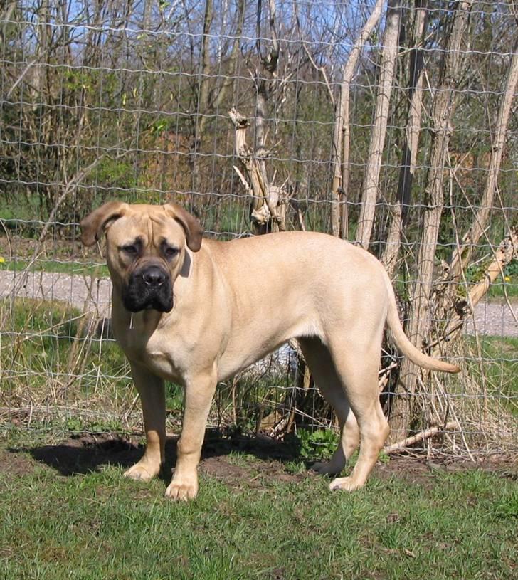 Gøj og Bonz - Mon ik man skulle finde på noget at lave..eller rettere ødelægge... billede 17