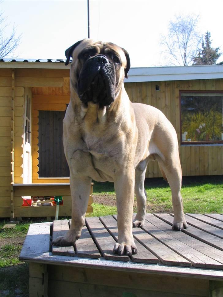 Gøj og Bonz - Arrogant kan man også se ud... billede 18