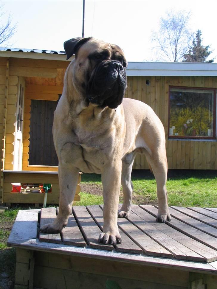 Gøj og Bonz - Kong Goya billede 19