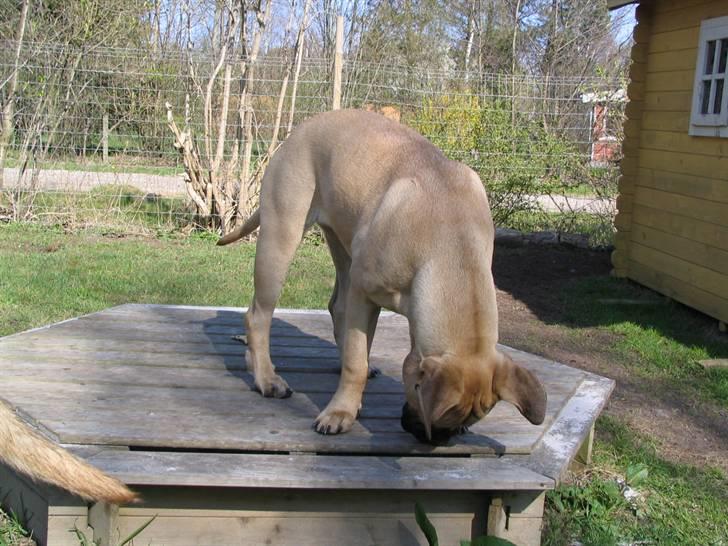 Gøj og Bonz - Hey.....er der nogen??? billede 20