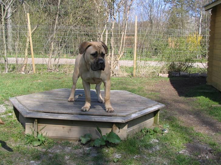 Gøj og Bonz - N(m)æææ....det er også min trone...(sagde bjerggeden bonnie) billede 21