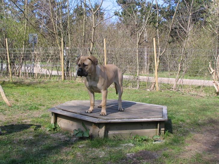 Gøj og Bonz - Yndig og stilfuld...hmm...hun stod sidst i køen... billede 22