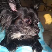 Fendi gennem tiderne:o)