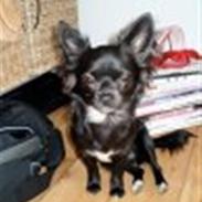 Fendi gennem tiderne:o)