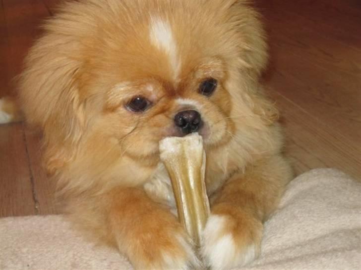 Pekingeser hvalpe - Lille Rolf han bor nu i Horsens billede 12