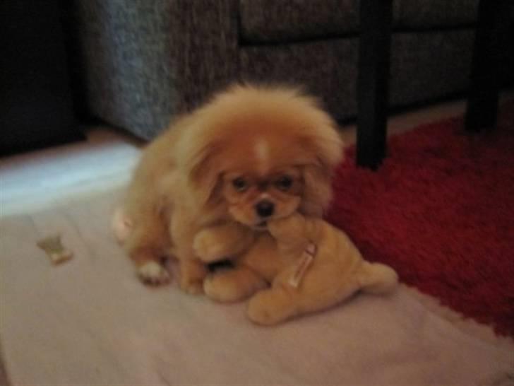 Pekingeser hvalpe - Se hvor sød han er:) billede 13