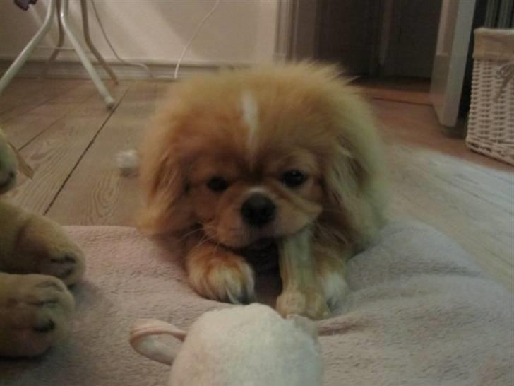 Pekingeser hvalpe - Bare god den tyggepind billede 14