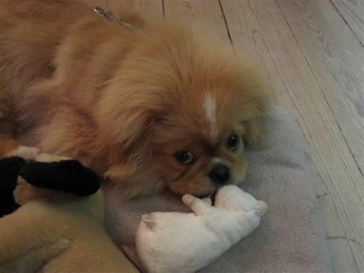 Pekingeser hvalpe - Hey:) billede 15