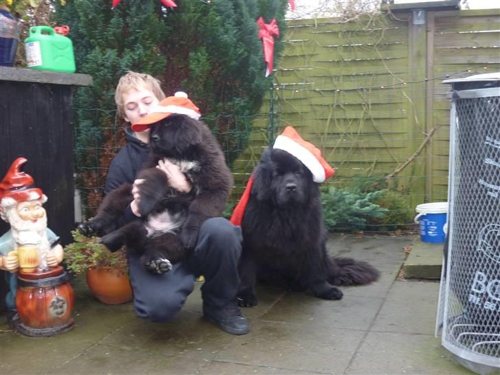 Julebilleder af Møffe & kængu carla billede 3