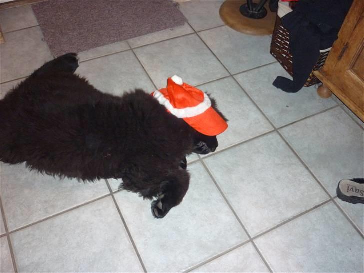 Julebilleder af Møffe & kængu carla billede 8