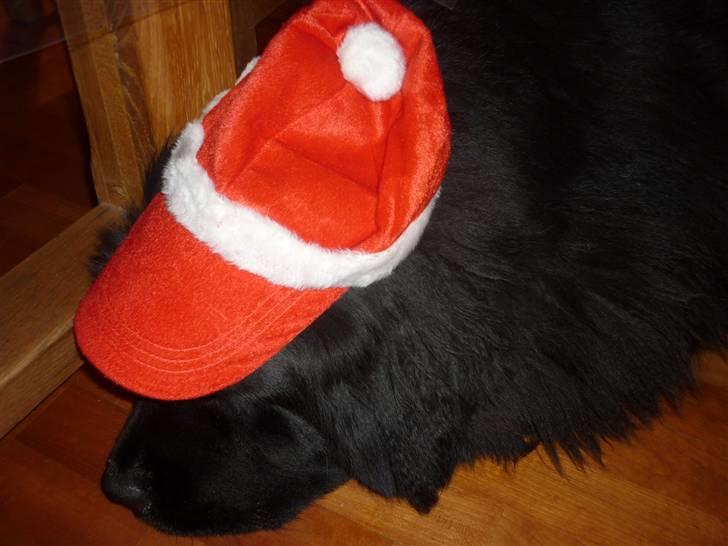 Julebilleder af Møffe & kængu carla billede 9