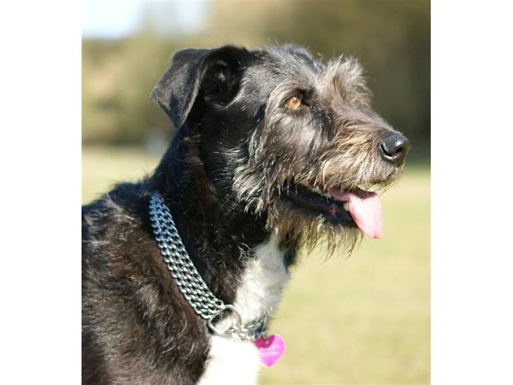 {{currentPhoto.altText}} billede {{currentPhoto.number}}