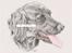 Mine tegninger - Dem i farve - Flatcoated Retriever
