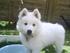 Samson